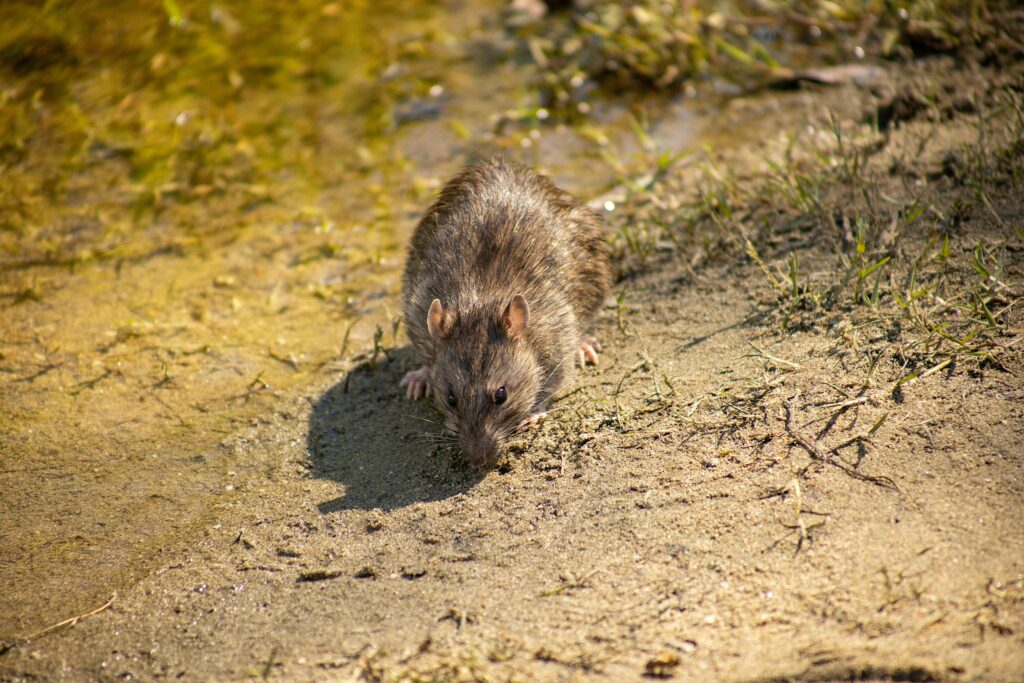 Navigating the Risks of Rat-Borne Diseases: What You Need to Know