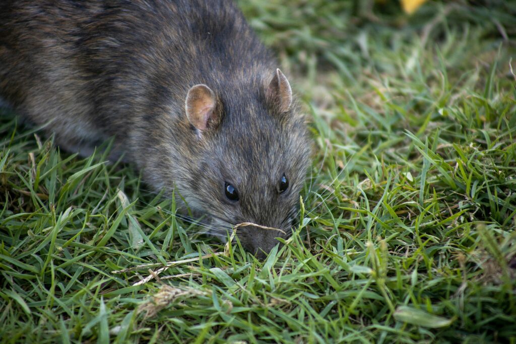 How Rats Spread Disease: Understanding the Risks