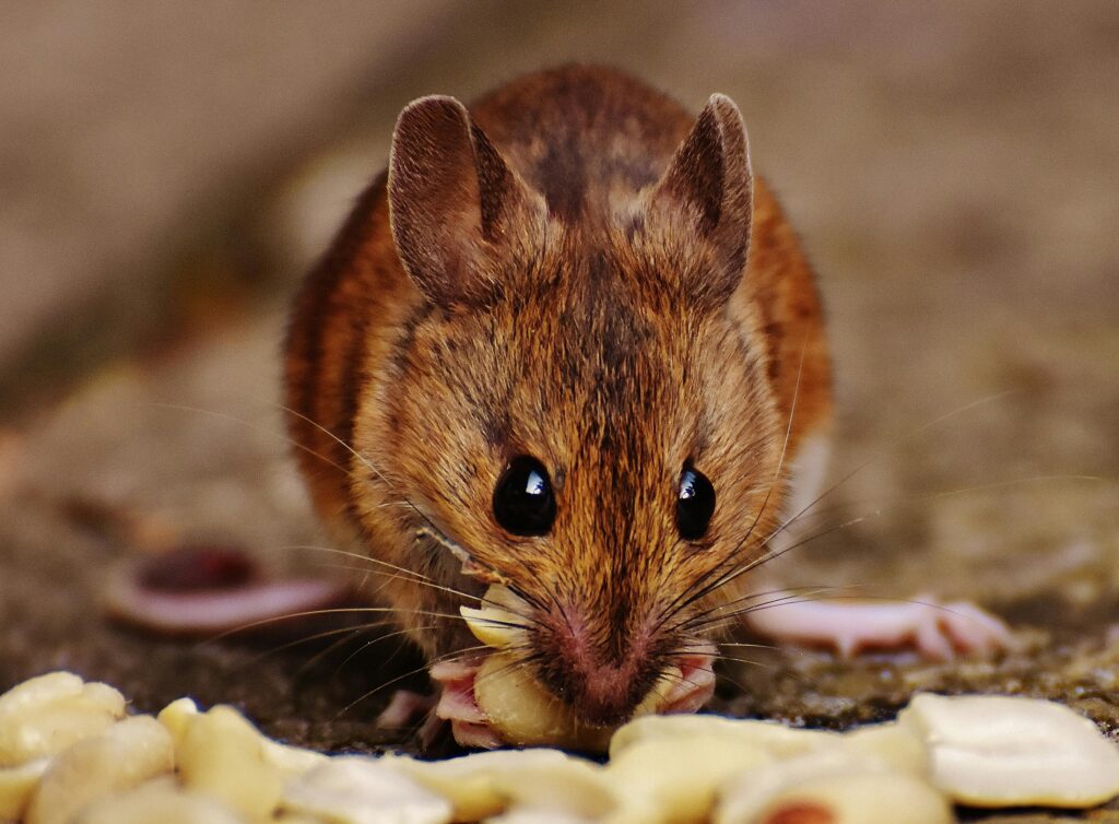 Understanding Rat Fever: Symptoms, Early Detection, and Effective Treatments